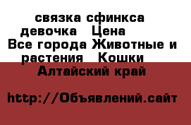 связка сфинкса. девочка › Цена ­ 500 - Все города Животные и растения » Кошки   . Алтайский край